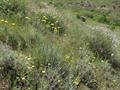 Mayweed 